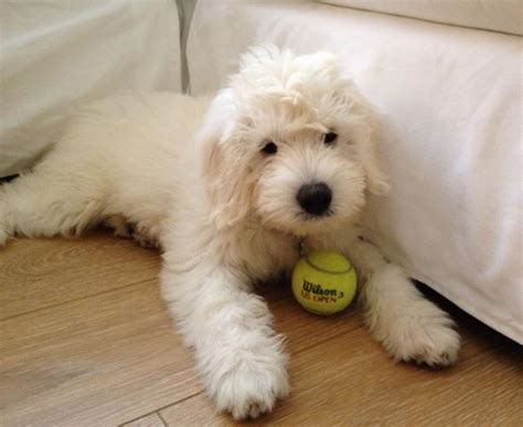 The puppy cut, also known as a teddy bear cut, is a standard, trimmed style that looks great and cute on many breeds of fluffy dogs, including doodles. A Beautiful Teddy Bear Goldendoodle #englishGoldendoodle ...