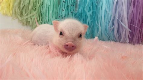 Rainbow Piggy Video Cute Baby Pigs Baby Pigs Cute Funny Animals