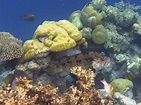 Malediven Impressionen unter Wasser – Blog aquapro2000