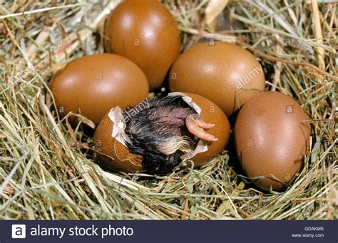 Die ma 45 hat vorsorglich einen wall um das vom hochwasser gefährdete nest gebaut, der bisher vorbildlich gehalten hat! Nest mit Eiern, Haushuhn, Küken schlüpft aus Ei Stockfoto ...