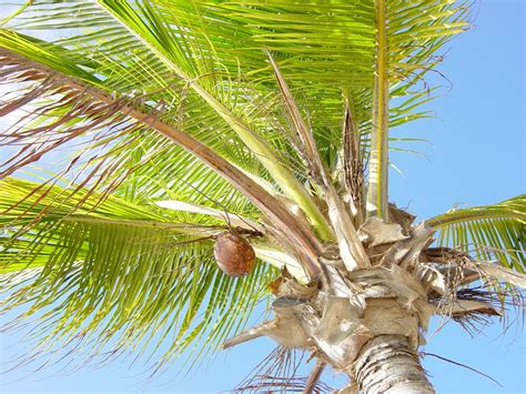 Palm Tree Curacao Free Photo Download Freeimages