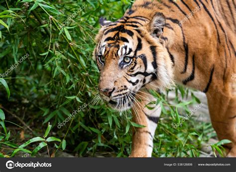 Sumatran Tiger Smallest Surviving Tiger Subspecies Stock Photo By