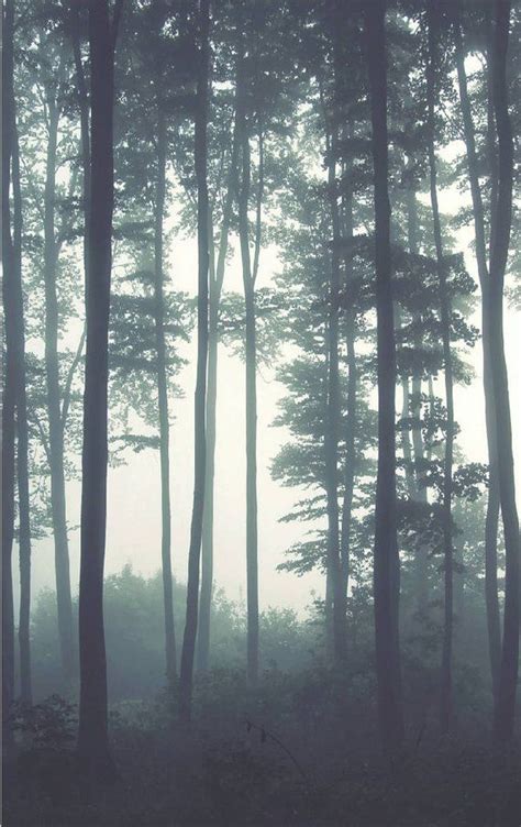 Dreamy Misty Forest Wall Mural Misty Forests Mural Forest Etsy España