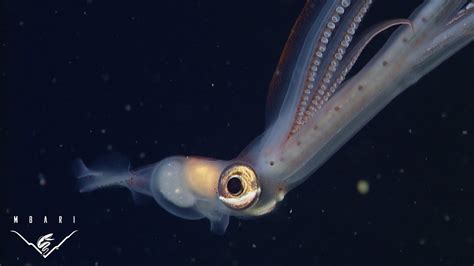 Hiding In Plain Sight Mimicry In A Juvenile Deep Sea