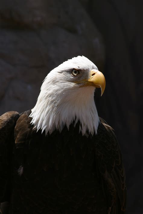 Filebald Eagle Wikimedia Commons