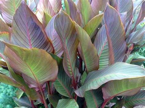 Photo Canna Musifolia Red Plant Lust