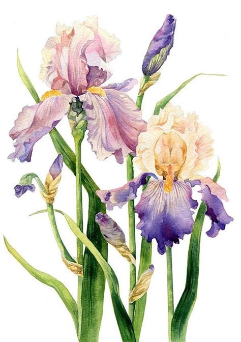 Pin By Anita Harlfinger On Flowers Iris Painting Botanical