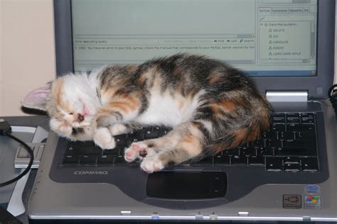 Kitten Sleeping On Warm Keyboard Sleeping Kitten Kittens Cutest Cats