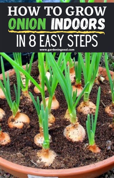 How To Grow Onion Indoors In 8 Easy Steps