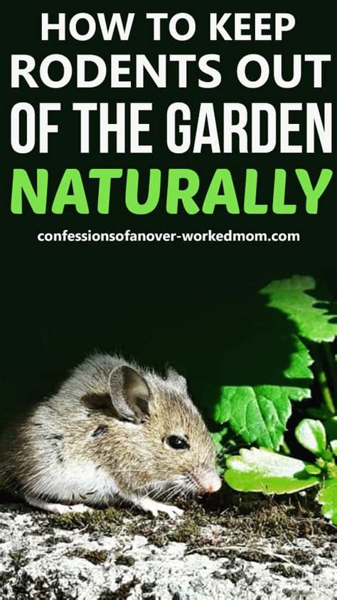 How To Keep Rodents Out Of The Garden Naturally And Safely