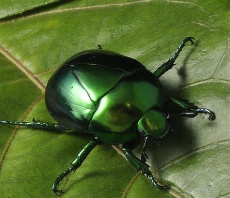 Metallic Green Beetle Macraspis Sp A Photo On Flickriver Green