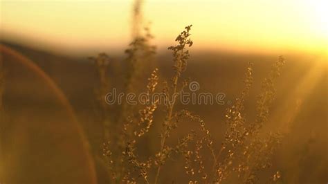 Wild Grass With Backlit In Golden Sun Light Landscape With Dry Steppe