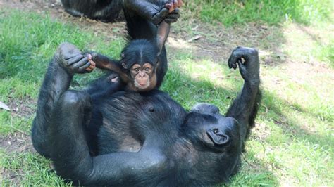 Nc Zoo Names Newest Baby Chimpanzee Obi