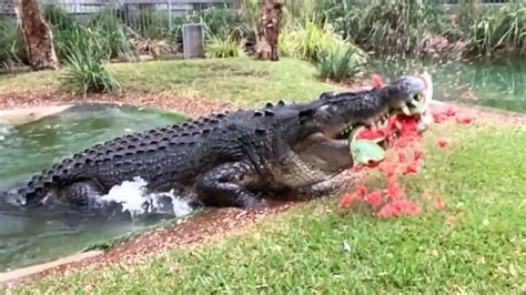 Spectacular Show Of Crocodile Bite Strength Caught On Video The