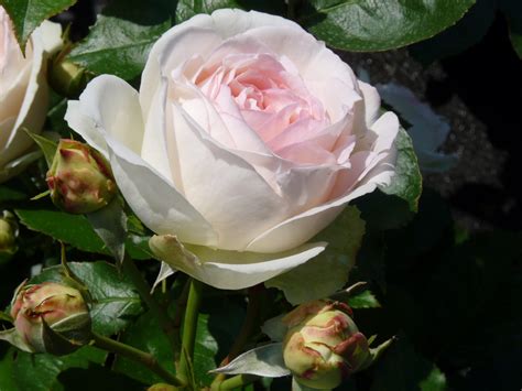 White Eden Rose Kletterrose Rosarium Lottum