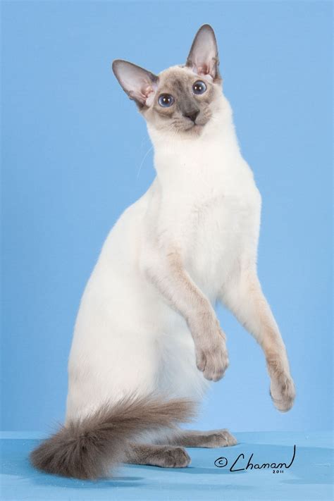 Breed Profile The Balinese Balinese Cat Oriental Shorthair Cats