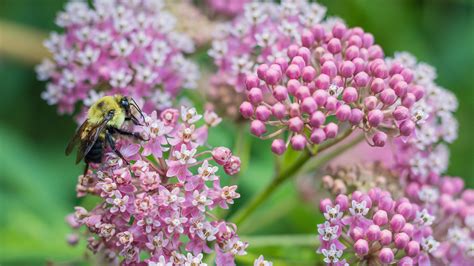 Native Pollinator Plants North Carolina Wildlife Federation