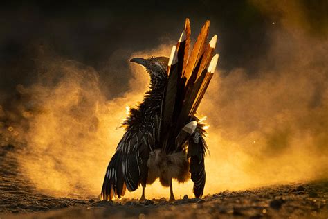 Winners Of The Prestigious 2021 Audubon Bird Photography Contest Ev36
