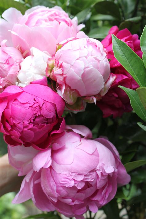 How To Grow And Care For Peonies She Writes