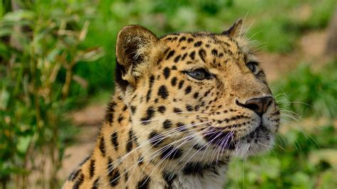 Download Wallpaper 3840x2160 Amur Leopard Wild Cat Muzzle Predator