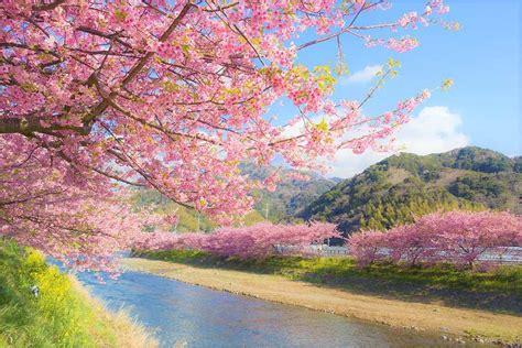 When Is Cherry Blossom Season In Japan