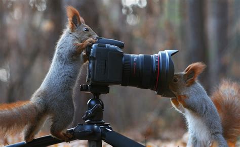 Squirrel Photographers Photo One Big Photo