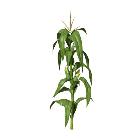 Corn Png Images Transparent Free Download Pngmart