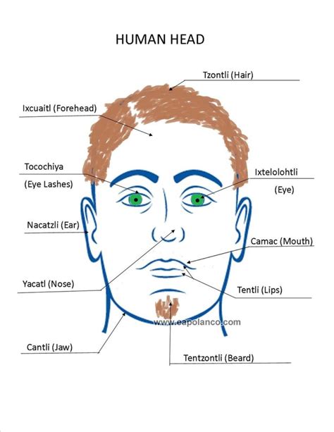 Human Body Diagrams 101 Diagrams