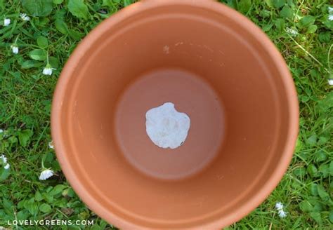 How To Make Diy Ollas Low Tech Self Watering Systems For Plants