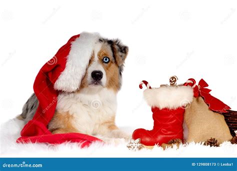 Dog Australian Shepherd With Santa Claus Hat On His Head Lying In