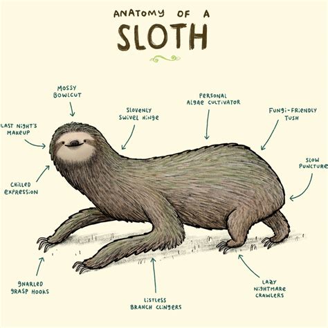 Anatomy Of A Sloth Art Print By Sophie Corrigan By Wraptious