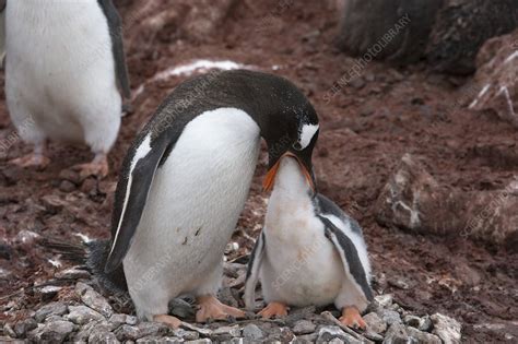Gentoo Penguin Feeding Its Chick Stock Image C0168080 Science