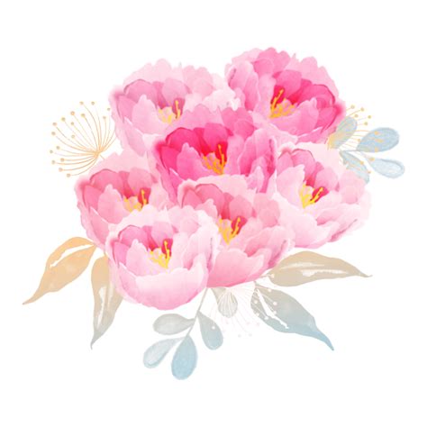 Watercolor Peony Flower With Leaves On Transparent Background
