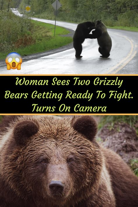 Woman Sees Two Grizzly Bears Getting Ready To Fight Turns On Camera In