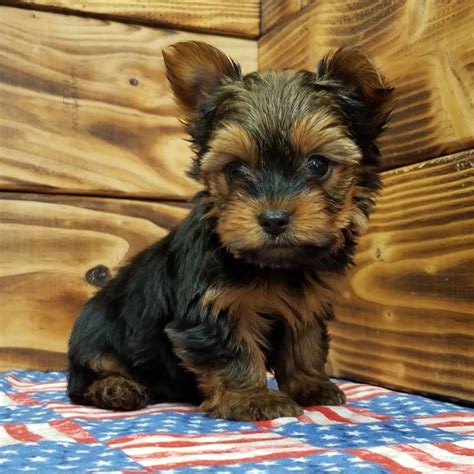 Yorkshire Terrier Male Id4797 Mk Central Park Puppies
