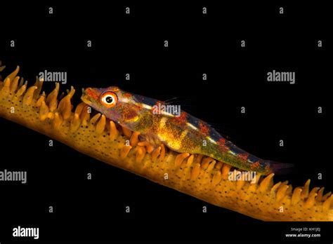 Wire Coral Goby Stock Photo Alamy