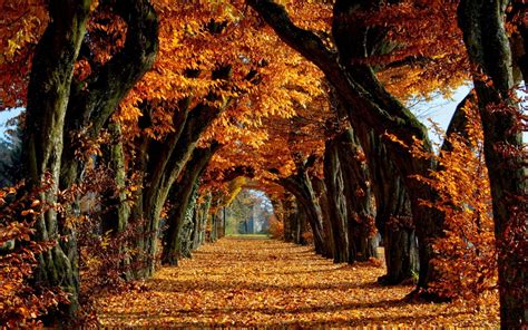 Hintergrundbilder Sonnenlicht Wald Natur Ast Baum Herbst Blatt