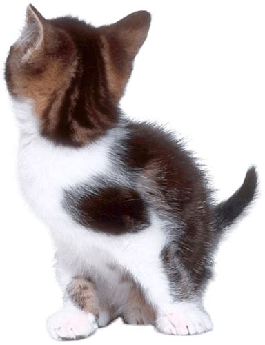 Download Cat Png Image Download Picture Kitten Hq Png Image Freepngimg