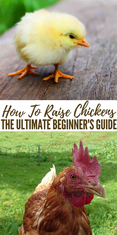 How To Raise Chickens The Ultimate Beginners Guide