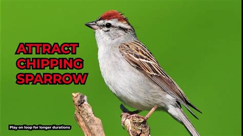 How Does Chipping Sparrow Sound Chipping Sparrow Call Attract