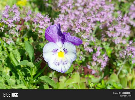 Violet Tricolor Lat Image And Photo Free Trial Bigstock