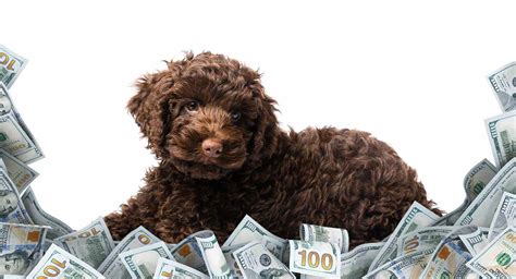 Researching pricing information on australian labradoodles and english lab puppies? Labradoodle Cost - What Is The Price Of This Popular Mixed Breed?