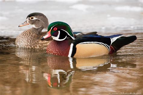 Wood Duck Pair Male And Female Wood Ducks Swimming Next To Flickr
