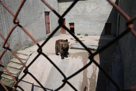 The Saddest Bears In The World Mirror Online
