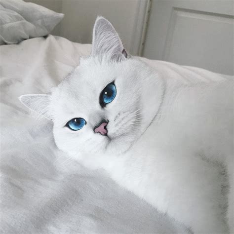 This Cat Has The Most Beautiful Eyes You Have Ever Seen