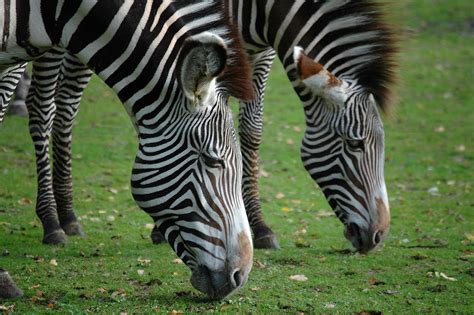 Zebra Zebra Spotted In Dierenpark Planckendael Belgium Marieke