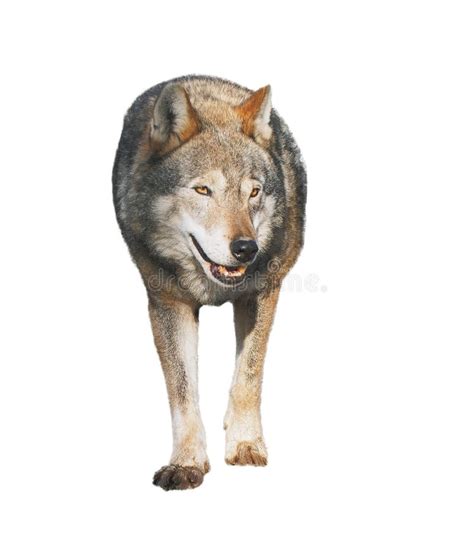 Wolf Standing Grey Full Size Cute Stock Photo Image Of Fierce Cute