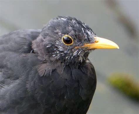 Close Up Of Moulting Male Blackbird Stock Image Image Of Autumn Head