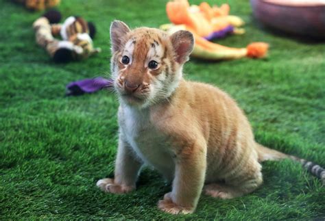 Cutest Baby Animals From Around The World Photos Image 4 Abc News
