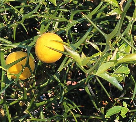 Bright Oranges—the Size Of Ping Pong Balls But Still True Oranges